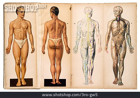 
                Medizin, Mensch, Anatomie, Vintage                   
