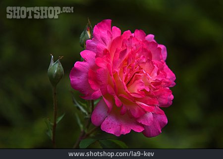 
                Rose, China-rose, Gartenrose                   