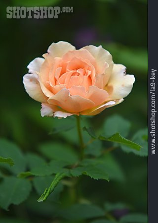 
                Rose, China-rose                   