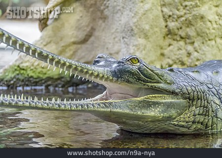 
                Krokodil, Gangesgavial                   