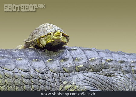 
                Schildkröte, Krokodil                   