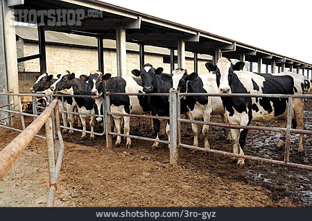 
                Milchwirtschaft, Holstein-rind                   