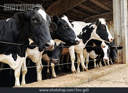 
                Kühe, Holstein-rind                   