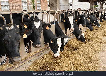 
                Kühe, Stall, Holstein-rind                   