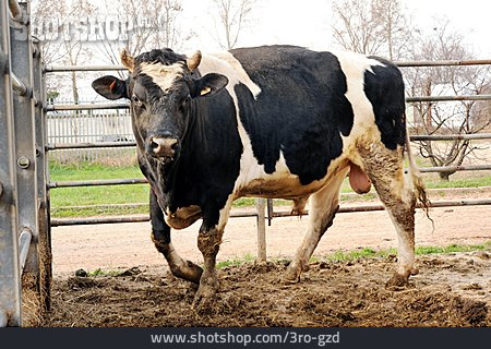 
                Bulle, Holstein-rind                   