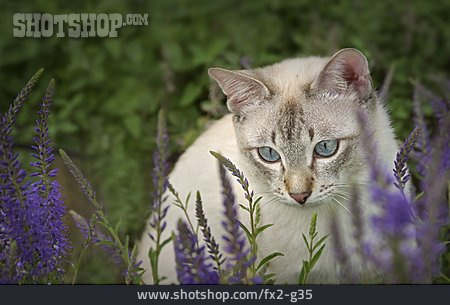
                Katze, Thaikatze                   