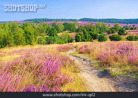 
                Heidekraut, Lüneburger Heide, Heidelandschaft                   