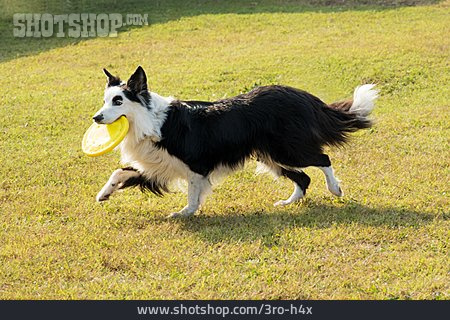 
                Playing, Border Collie                   