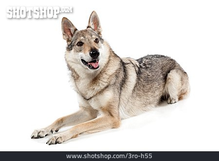 
                Tschechoslowakischer Wolfhund                   