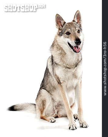 
                Tschechoslowakischer Wolfhund                   