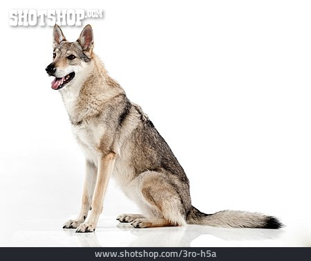 
                Sitzen, Tschechoslowakischer Wolfhund                   