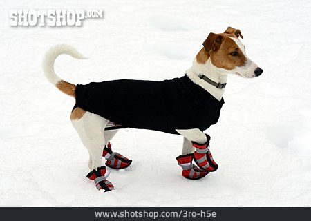 
                Jack Russell Terrier, Winterkleidung, Hundeschuhe                   