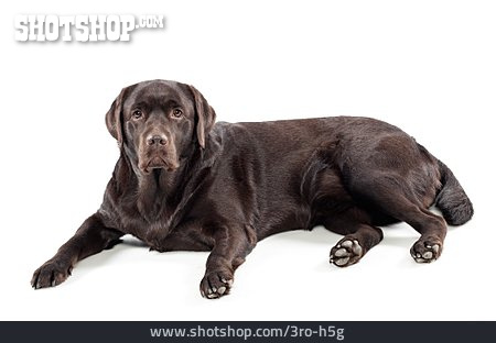 
                Labrador Retriever                   