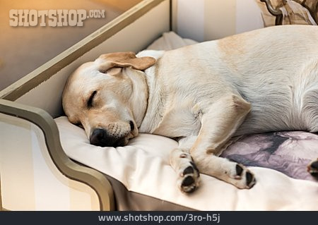 
                Schlafen, Labrador, Labrador Retriever                   