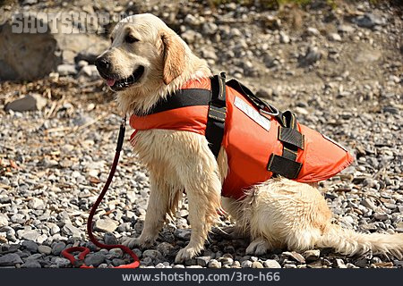 
                Schwimmweste, Golden Retriever, Rettungshund                   