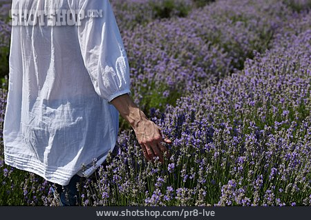 
                Walk, Lavender Field                   