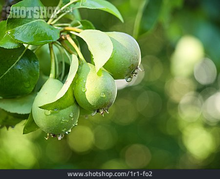 
                Birne, Birnenbaum                   