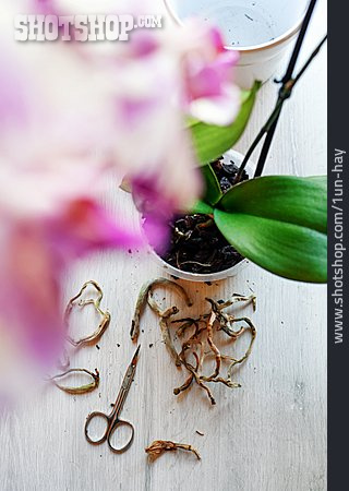 
                Wurzel, Orchidee, Abschneiden                   