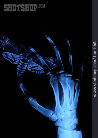 
                Hand, Röntgenbild, Geheimnisvoll, Nachtfalter                   