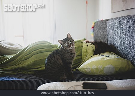 
                Haustier, Katze, Schlafzimmer                   