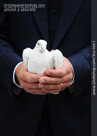 
                Symbol, Unschuld, Frieden, Weiße Taube                   