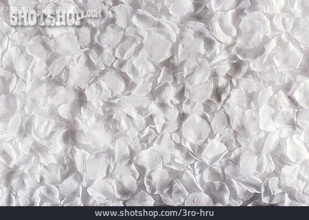 
                Weiß, Blütenblätter, Blütenteppich                   