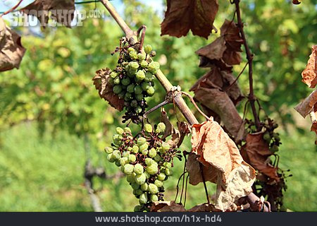 
                Vertrocknet, Weintrauben, Pflanzenkrankheit                   