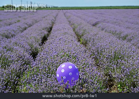 
                Luftballon, Lavendelfeld                   