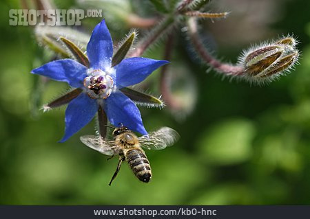 
                Biene, Borretschblüte                   