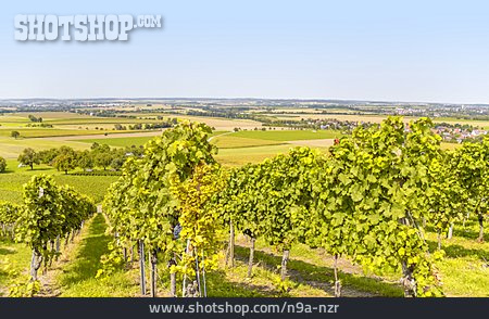 
                Weinanbaugebiet, Kulturlandschaft, Hohenlohe                   