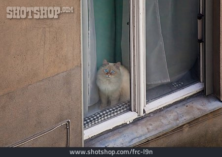 
                Katze, Fenster                   