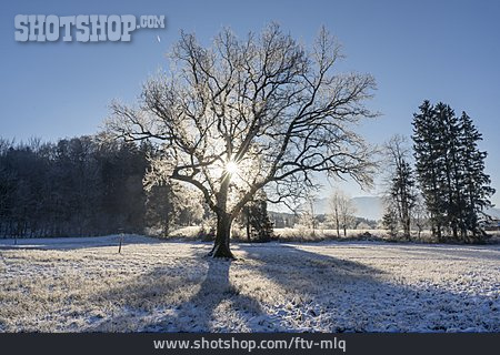 
                Winter, Sunbeams, Snow, Oak Tree                   