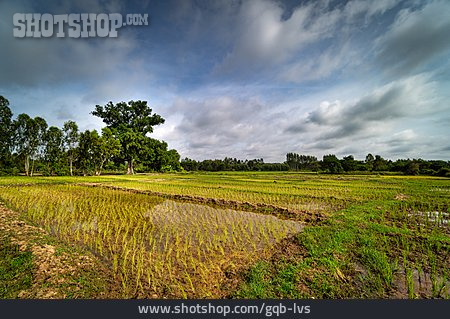 
                Reisfeld, Reisanbau, Reispflanze                   