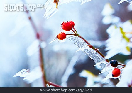 
                Winter, Rose Hips, Frost                   