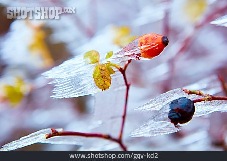 
                Winter, Twig, Rose Hips, Frost                   
