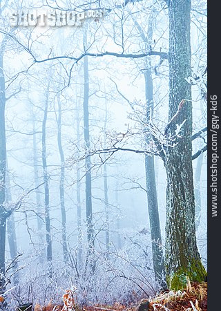 
                Forest, Winter, Fog                   