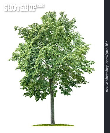 
                Baum, Lindenbaum                   