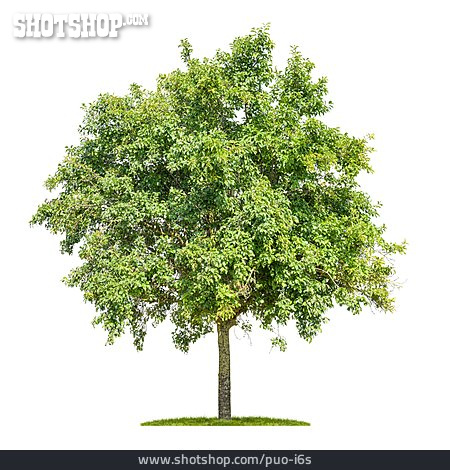 
                Baum, Pflaumenbaum                   