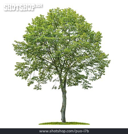 
                Baum, Laubbaum, Lindenbaum                   