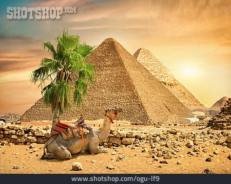 
                Wüste, ägypten, Pyramide, Kamel                   