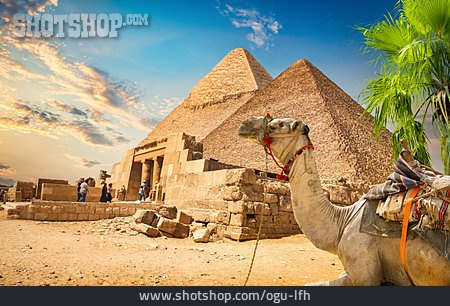 
                Archäologie, ägypten, Pyramiden, Kamel                   