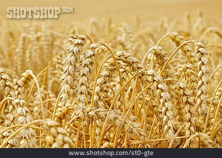 
                Wheat, Wheat Ears, Wheat Cultivation                   