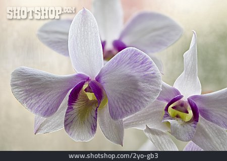
                Orchidee, Dendrobium                   