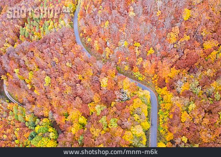 
                Wald, Herbst, Laubfärbung                   