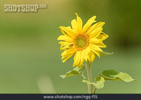 
                Helianthus, Sonnenblumen                   