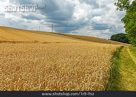 
                Weizen, Weizenfeld, Weizenanbau                   