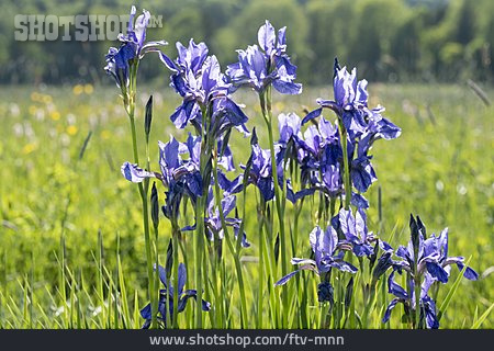 
                Sibirische Schwertlilie, Iris Sibirica                   