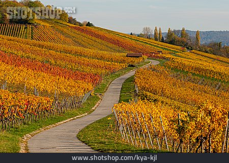 
                Weinberg, Weinlaub, Herbstfärbung                   