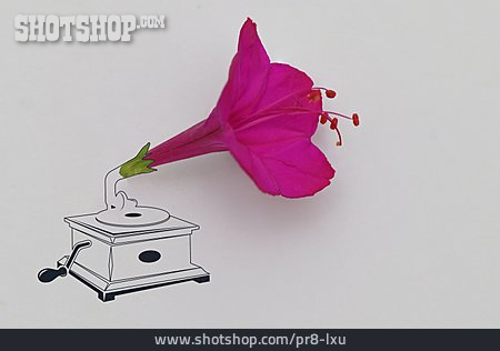
                Blume, Grammophon, Trichter                   
