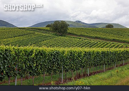 
                Weinbau, Weinberg, Weinbaugebiet                   